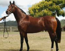 เดิมพันม้าเต็ง ufabet ศาสตร์การเดิมพันที่ต้องอาศัยทั้งข้อมูลและความมั่นใจ