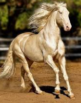 วิเคราะห์สายพันธุ์ม้า ufabet เพื่อการเดิมพันแข่งม้าอย่างมีประสิทธิภาพ